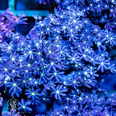 Daisy Polyps