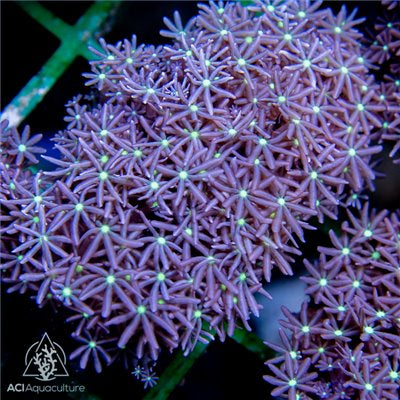 Daisy Polyps