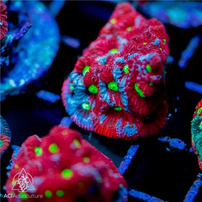 War Coral