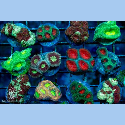 Ultra Favia-ASST