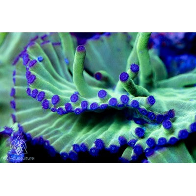 ACI Green Hero Turbinaria