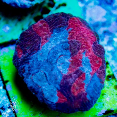 Australomussa - Metallic Reds
