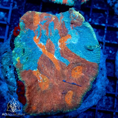 Australomussa - Metallic Reds