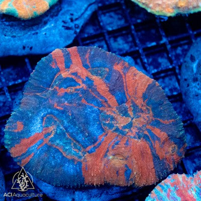 Australomussa - Metallic Reds