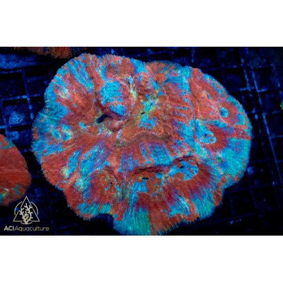 Australomussa - Metallic Reds