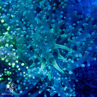 F paradivisa - Green Frogspawn