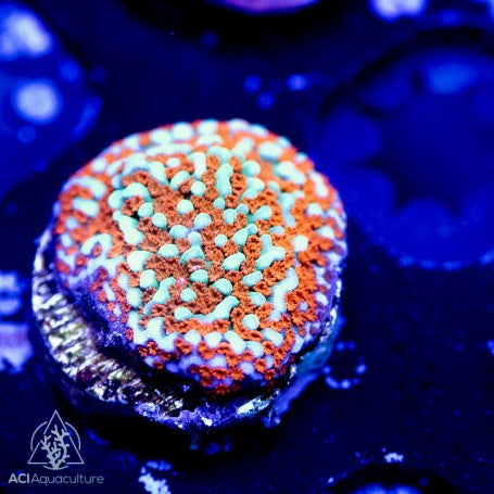 ACI Aquaman Montipora