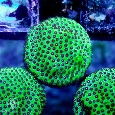 ACI Strawberry Fields Porites