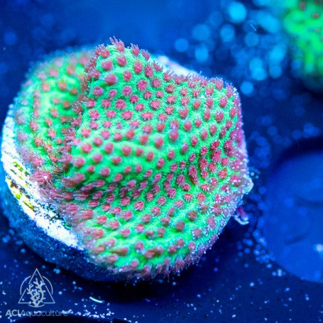 ACI Strawberry Fields Porites