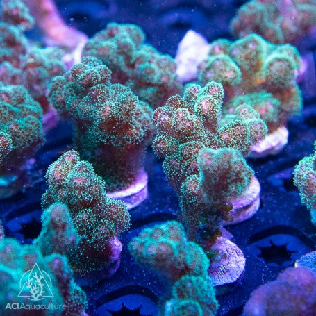 ACI Fuzzy Green Pocillopora