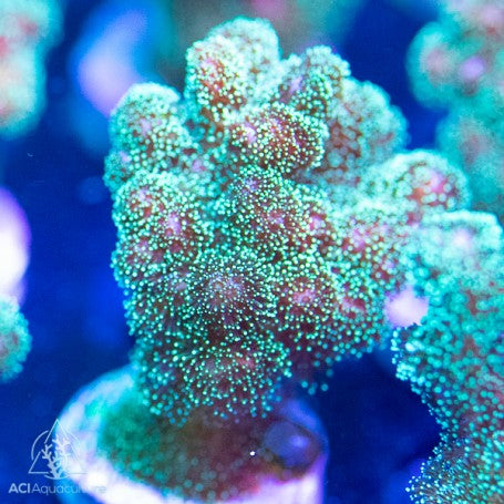 ACI Fuzzy Green Pocillopora