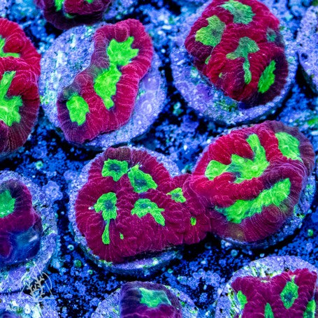 ACI Aliens Blood Platygyra