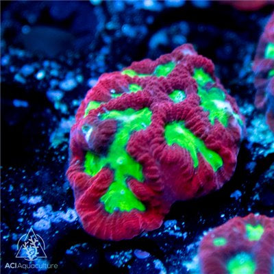 ACI Aliens Blood Platygyra