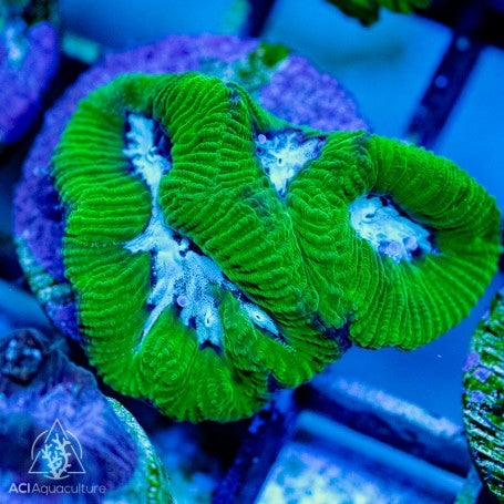 Goniastrea sp Ultra Maze - Assorted