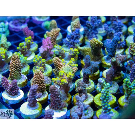 Acropora Ultra Frags-Assorted