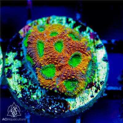 ACI Pumpkin echinata