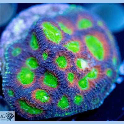 ACI Pumpkin echinata