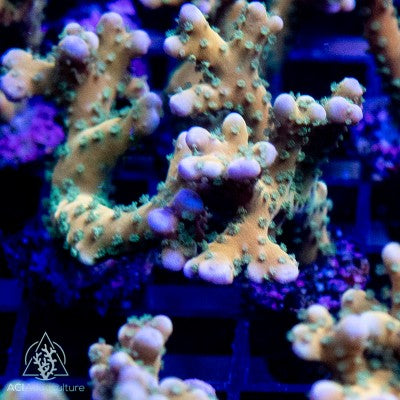ACI Plasma Blast Anacropora