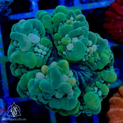 Indophyllia-Meat Coral