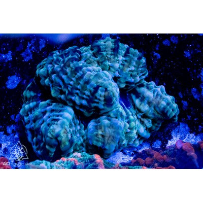 Indophyllia-Meat Coral