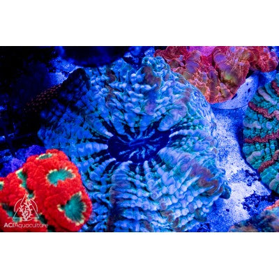 Indophyllia-Meat Coral