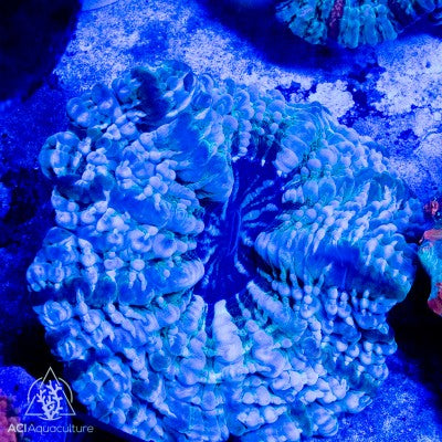Indophyllia-Meat Coral