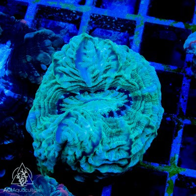 Indophyllia-Meat Coral