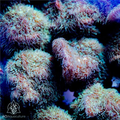 ACI Fuzzy Pavona