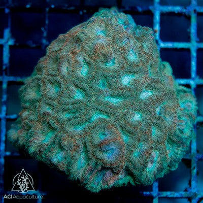 ACI Devin the Dipsastraea