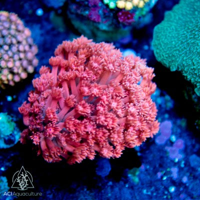 Neon Red Goniopora