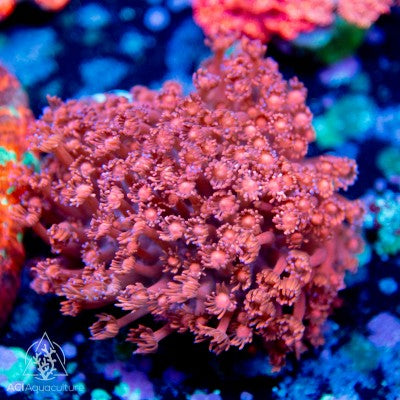Neon Red Goniopora