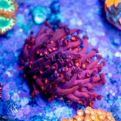 Neon Red Goniopora