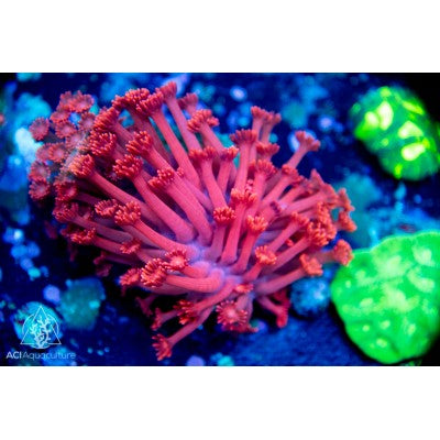Neon Red Goniopora
