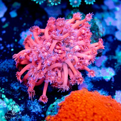 Neon Red Goniopora
