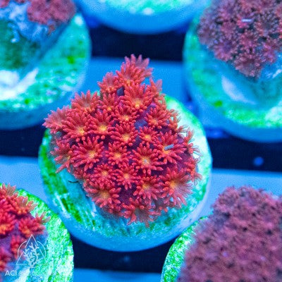 Goniopora - Red/Orange