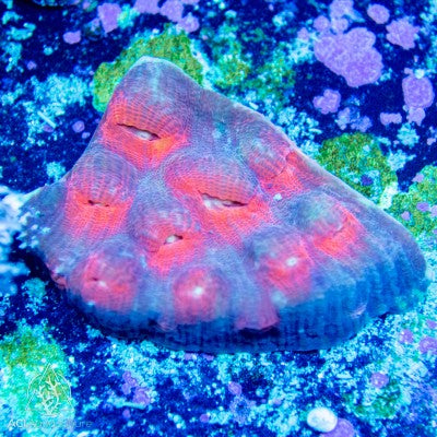 Mycedium elephantotus - Multi-Color