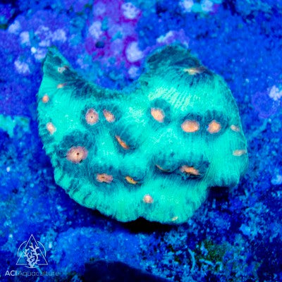 Mycedium elephantotus - Multi-Color