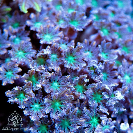Orange/Gold Streaked Clove Colony