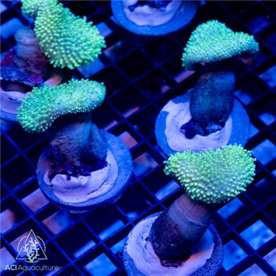 Neon Green Long Polyp Toadstool
