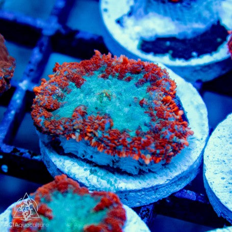 Ultra Rhodactis Bullseye Mushroom