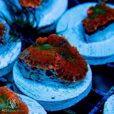 Ultra Rhodactis Bullseye Mushroom