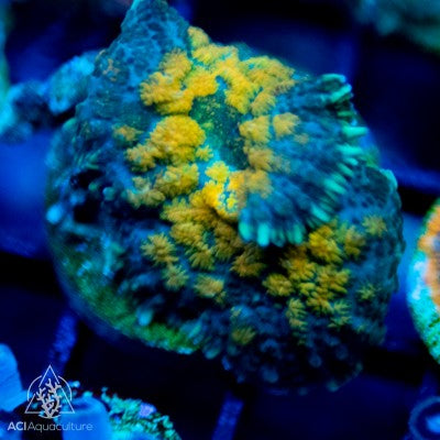 Ultra Rhodactis Bullseye Mushroom