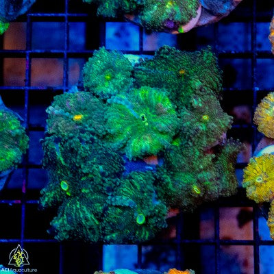 Green Ricordea Yuma Rock