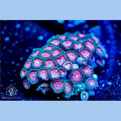 Zoanthid spp. Ultra (S)