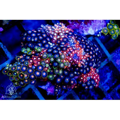 Zoanthid spp. Ultra (S)