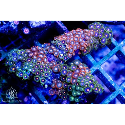 Zoanthid spp. Ultra (S)