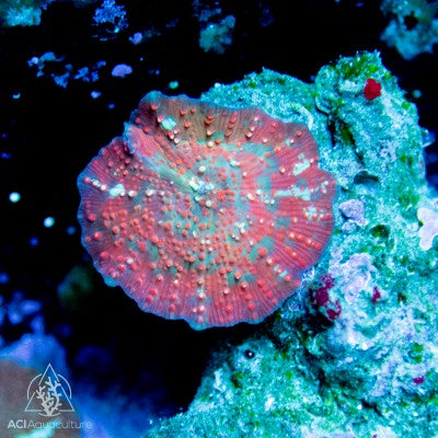 Assorted Discosoma