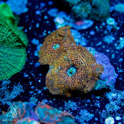 Assorted Discosoma