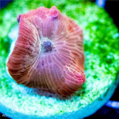 Assorted Discosoma