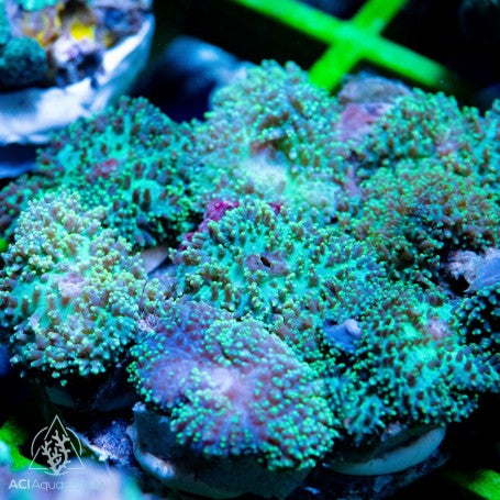 Green NEON Hairy Rhodactis